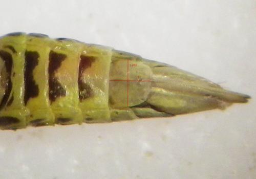 Réf. 273 779 : Dikraneura variata